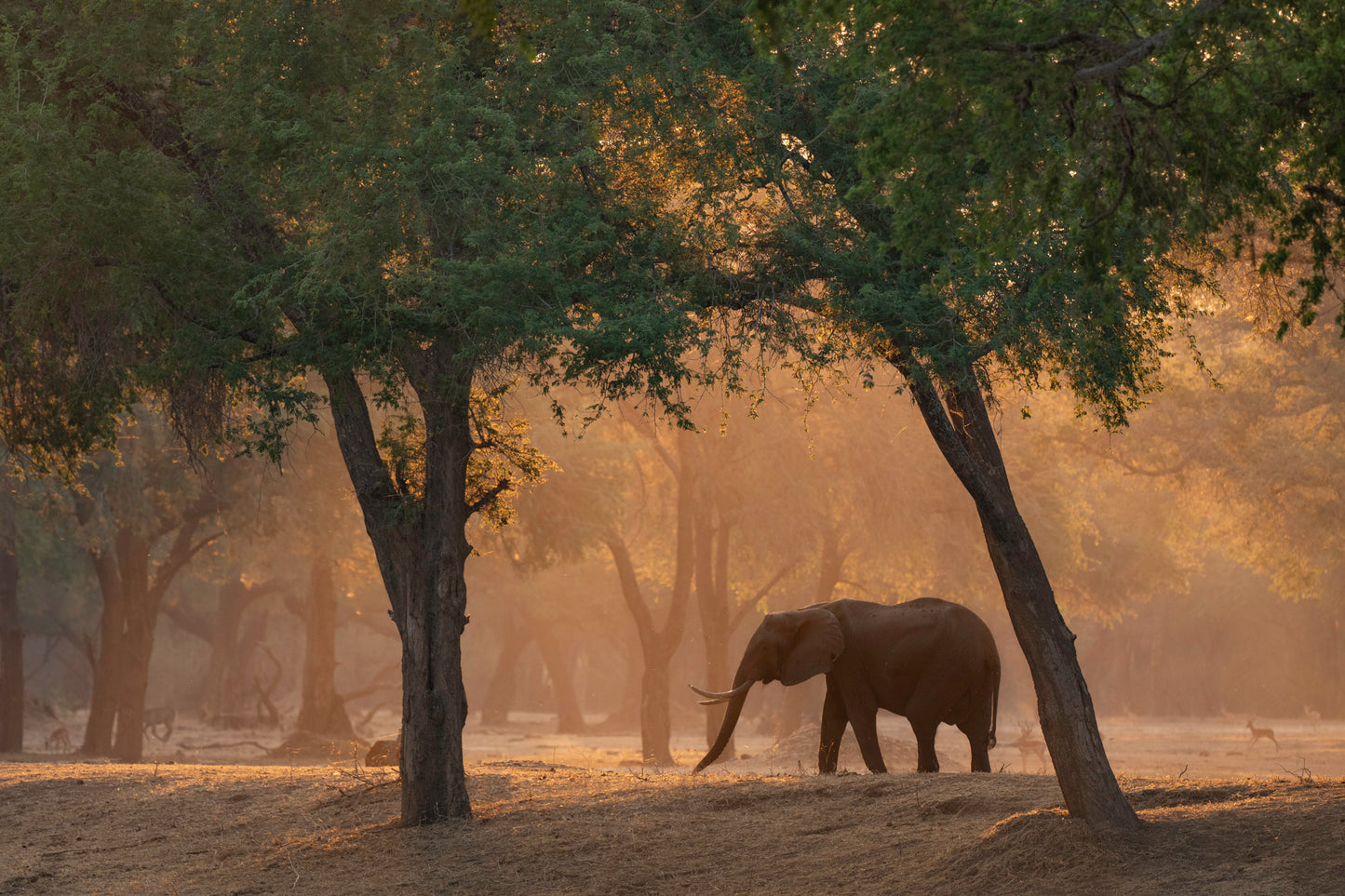 Magical Forest Magical Elephant