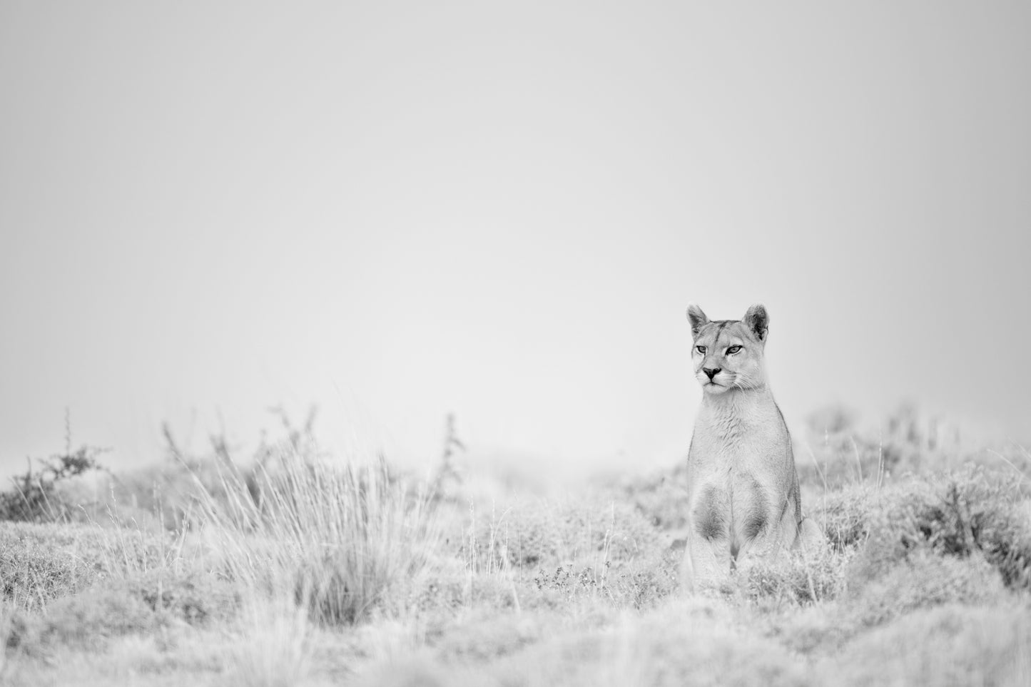 Puma in Black and White