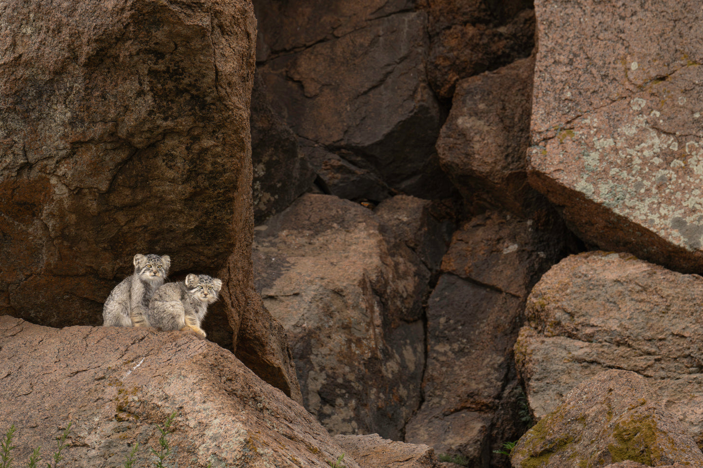 We are Hiding in the Rocks