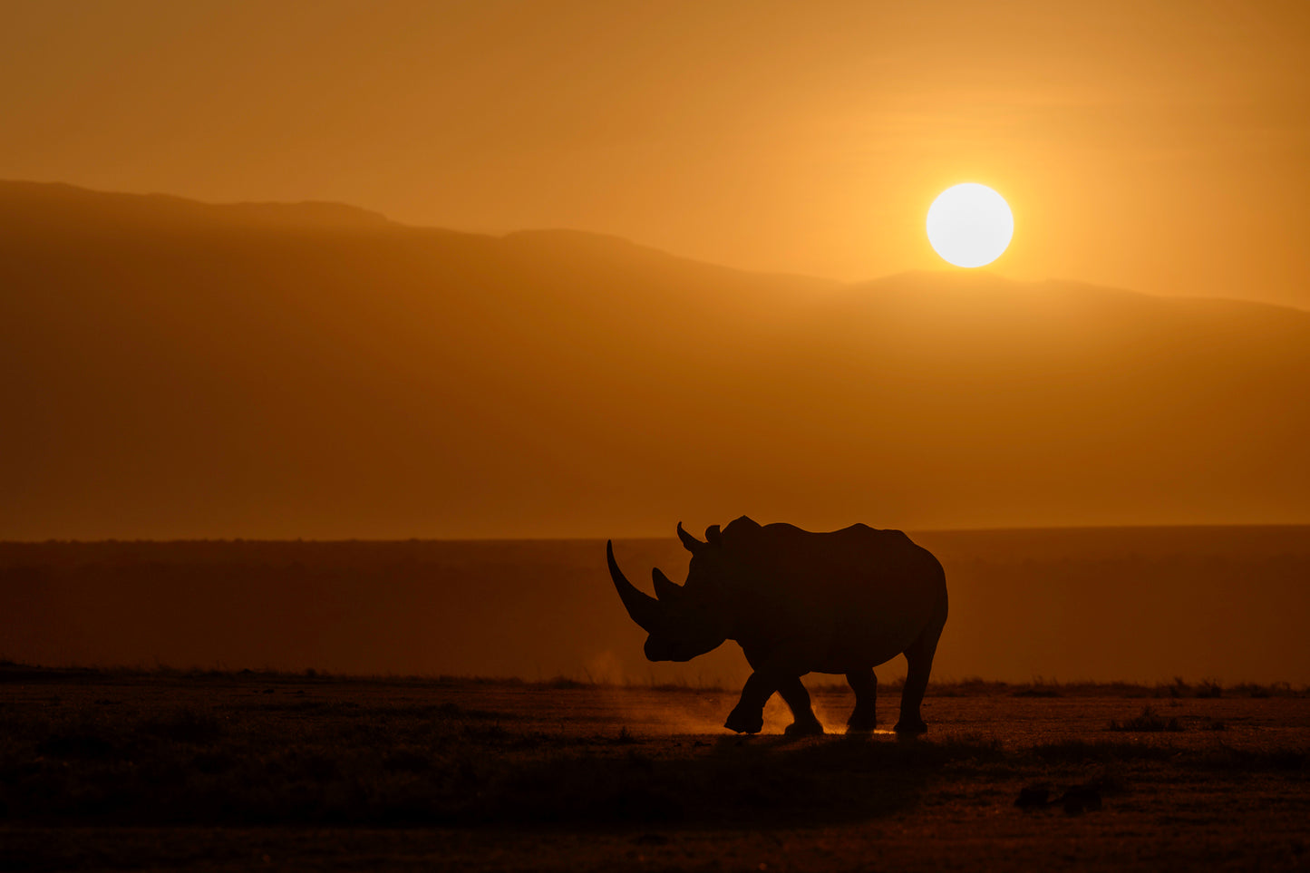 Golden Rhino
