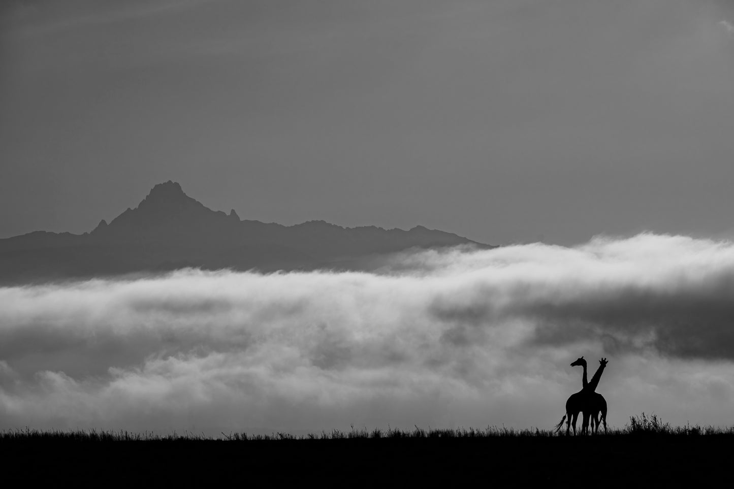 Giraffe Love