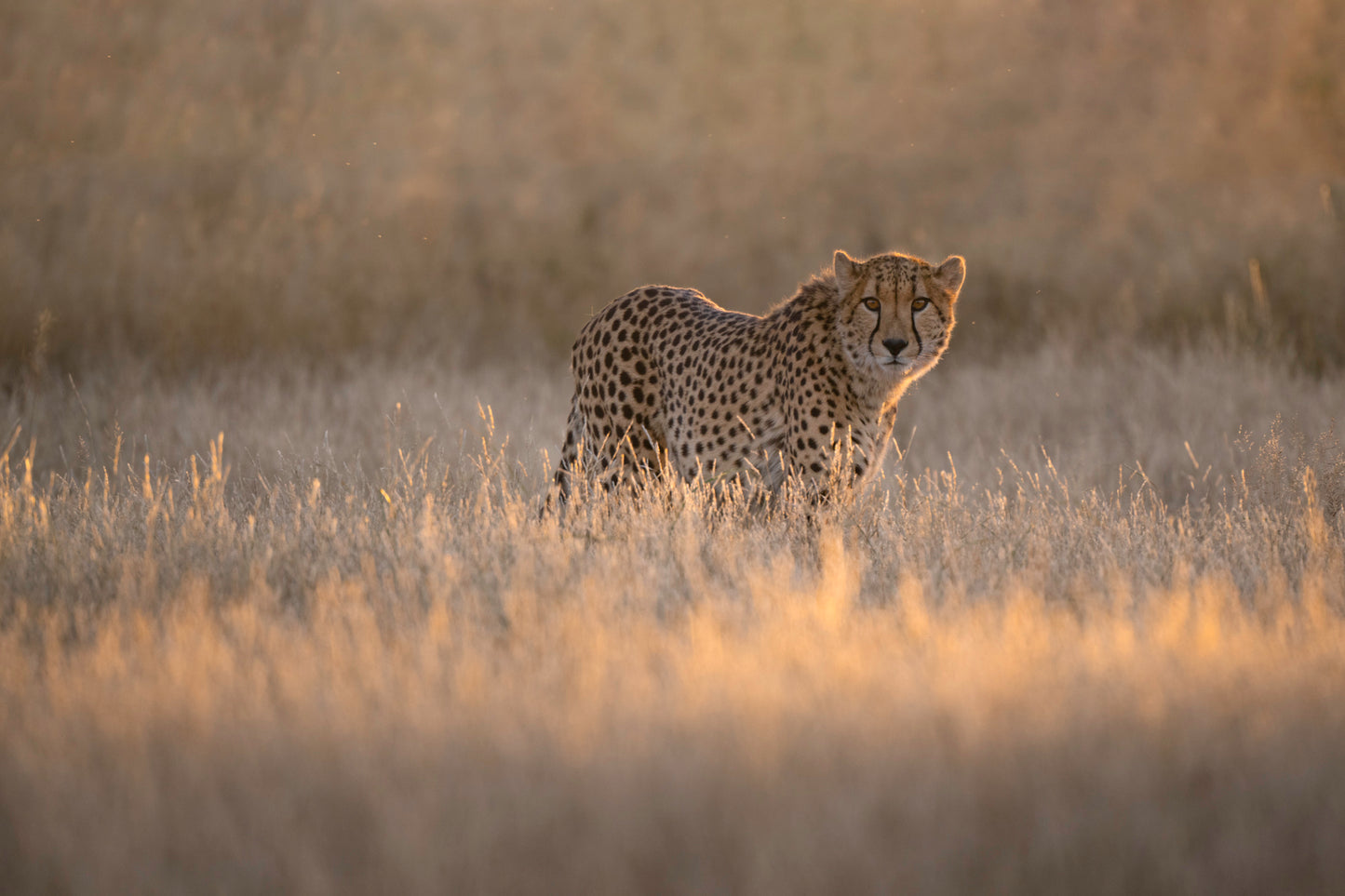 Golden Cheetah