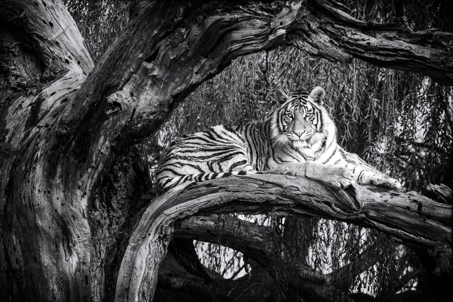 Tiger King - Signed Limited Edition