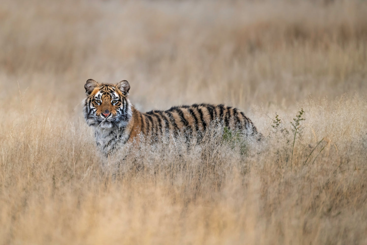 Tiger Heaven - Signed Limited Edition