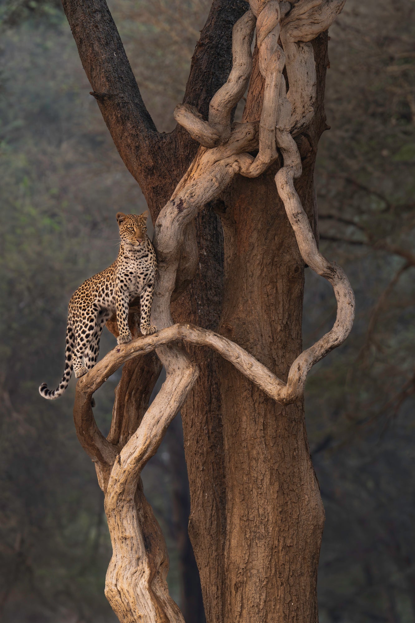 Leopard on a Snake - Signed Limited Edition