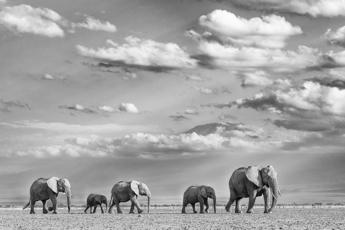 Amboseli Magic