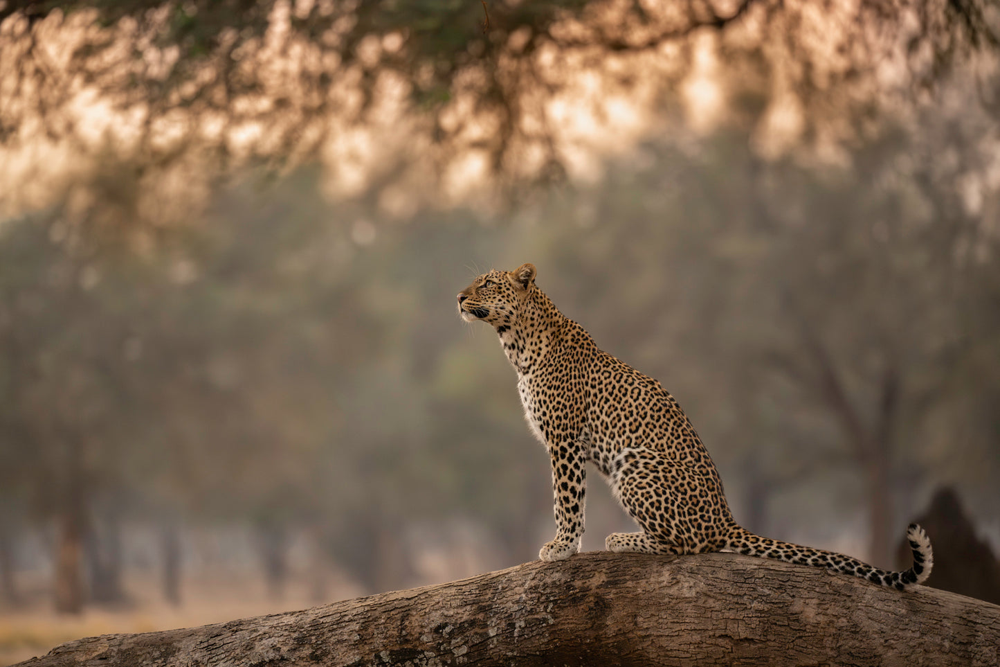 Curiosity