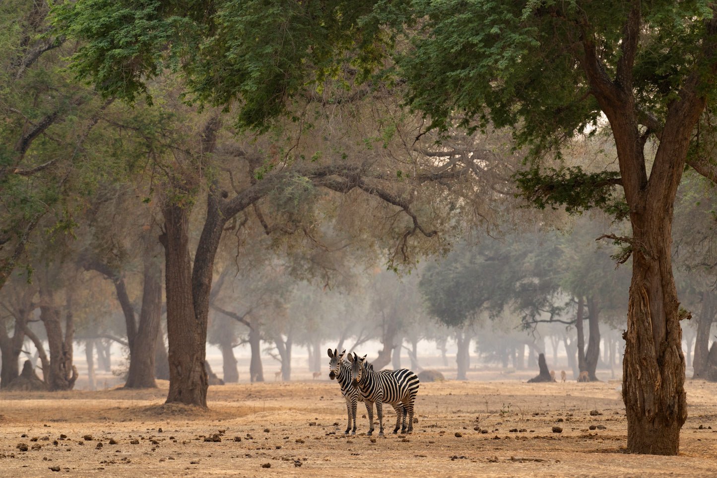 Zebra in the Forest