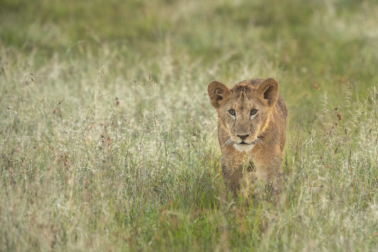 Lion Cub, Green Grass, Thomas Weder Photography
