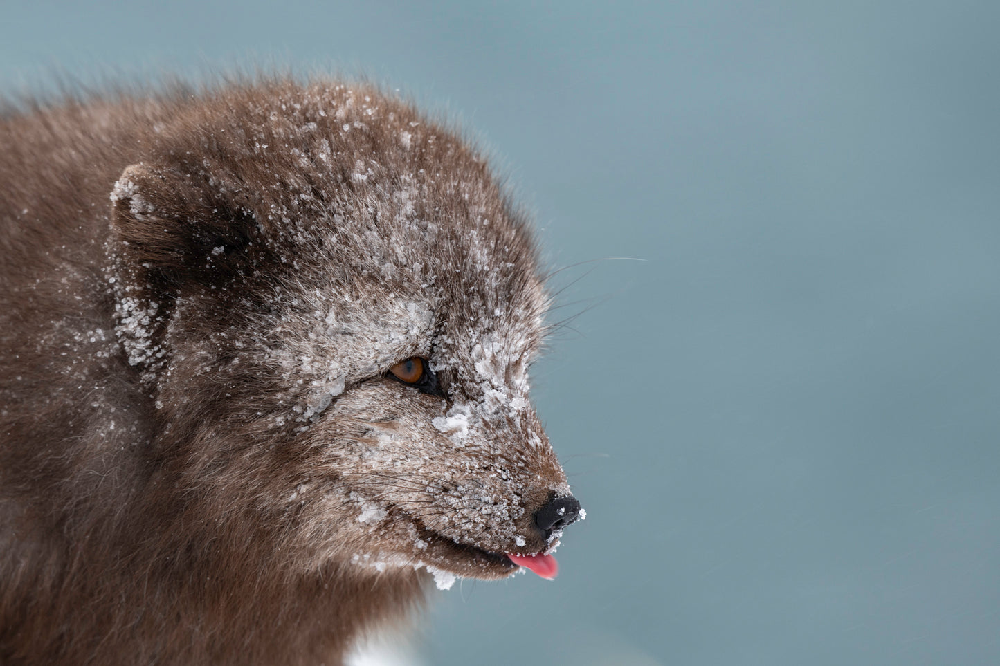 Thomas Weder Photography, Arctic Fox, Blue
