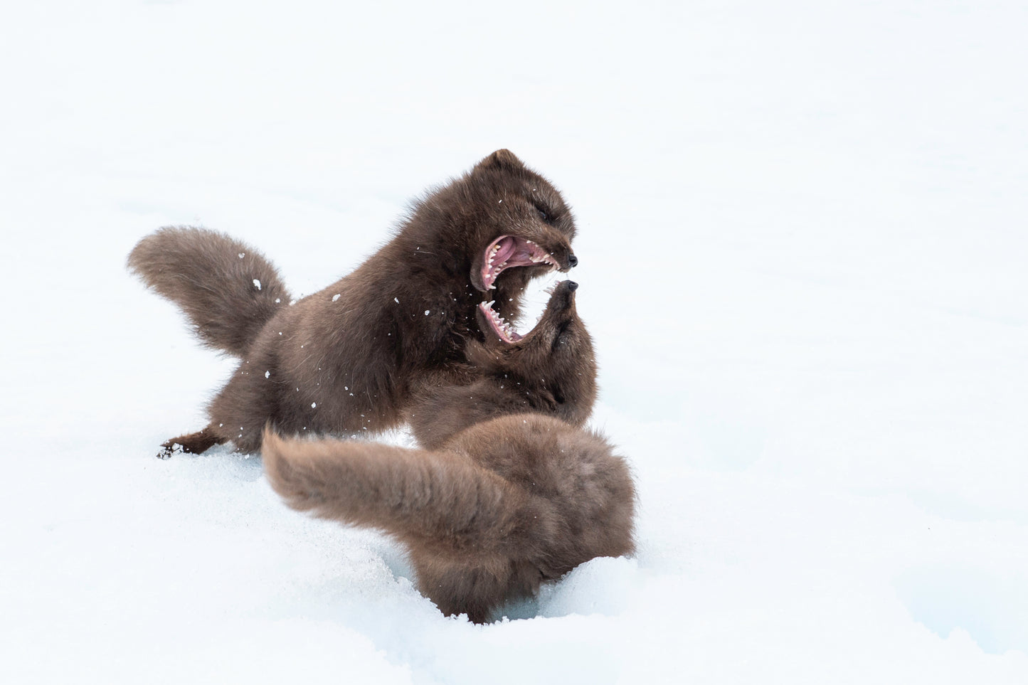 The Fight