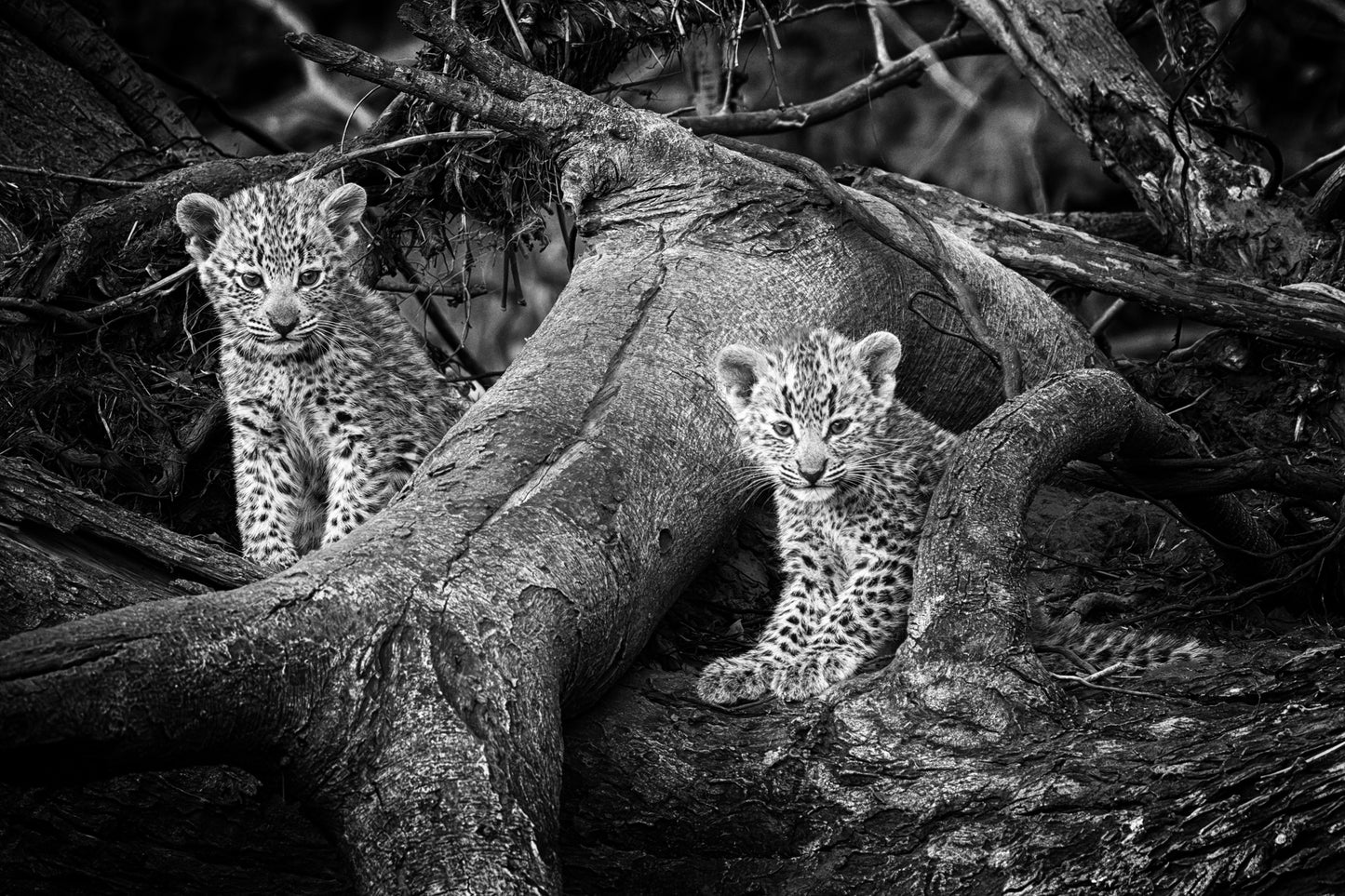 Baby leopards