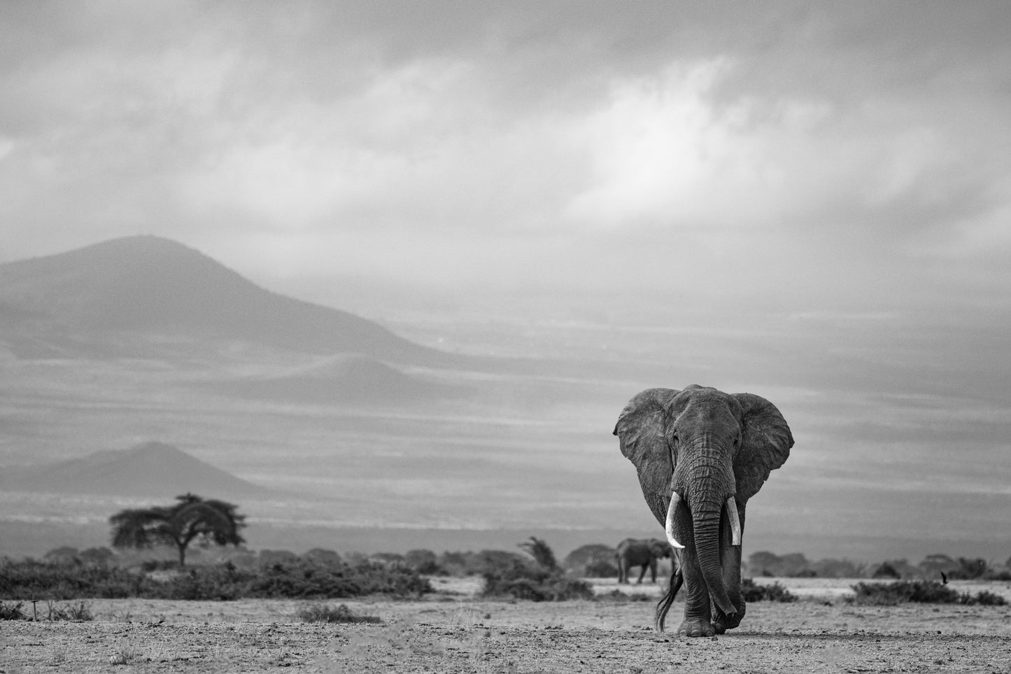 Elephant, Amboseli, Thomas Weder Photography