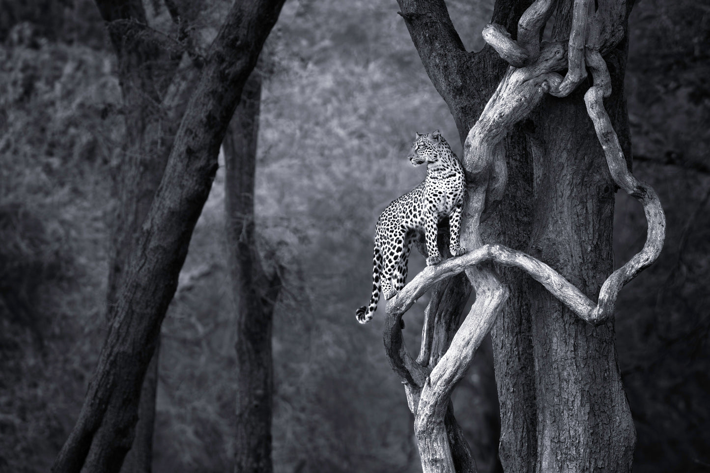 Leopard, Tree, Award Winner