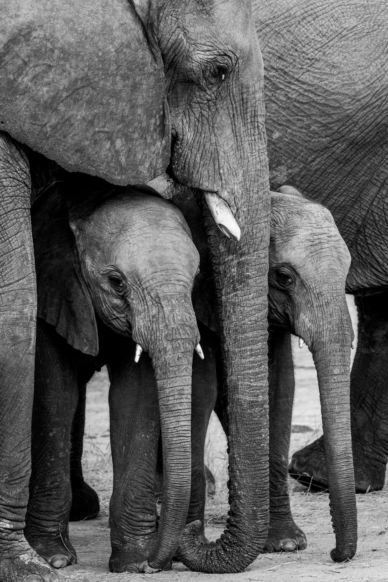 Mother Elephant, Baby elephants