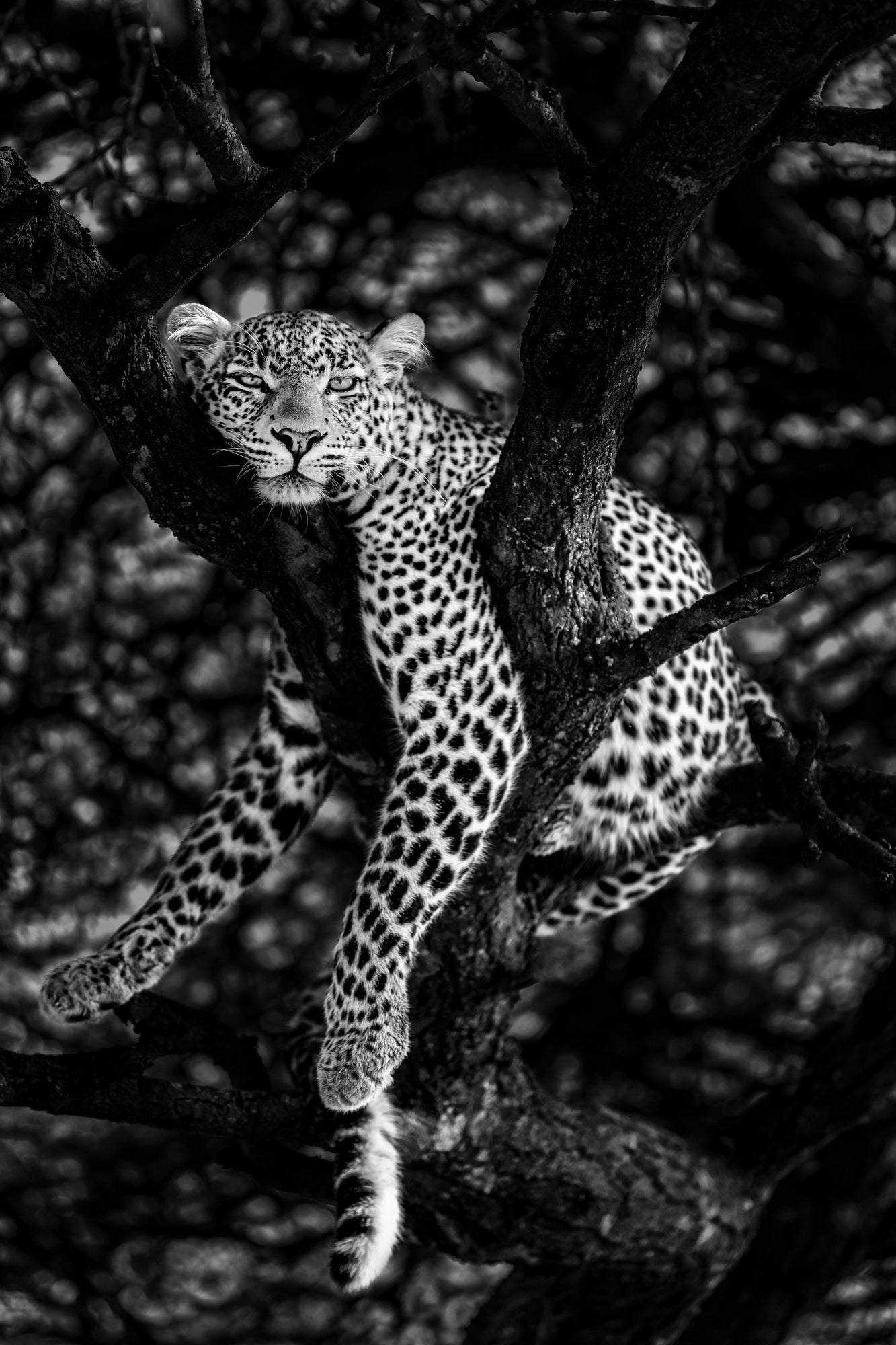Fig, Leopard, Black and White photography