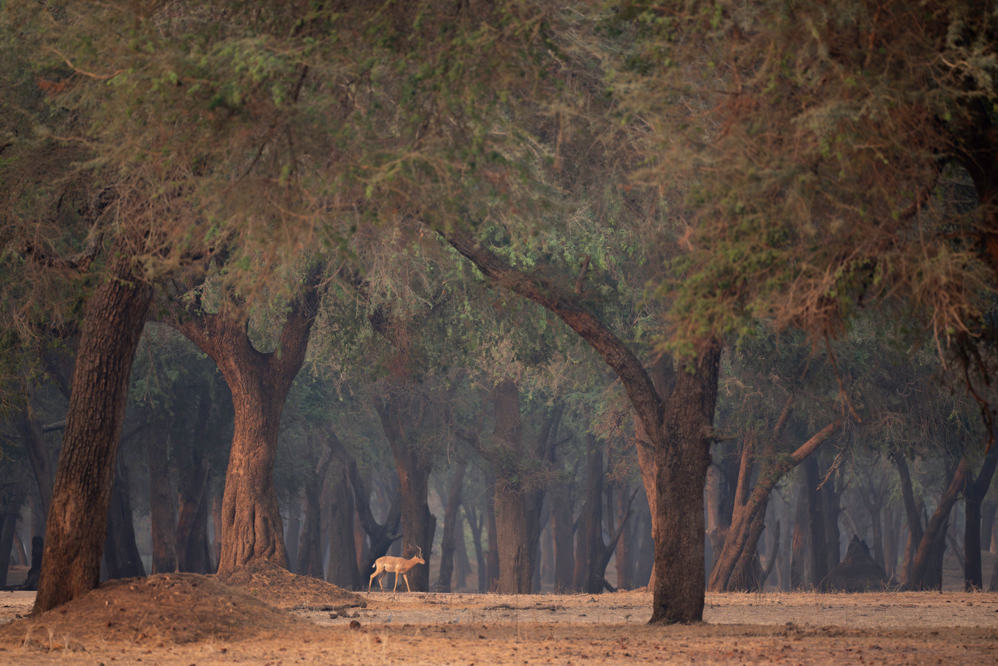 Gazelle, Trees, Forest, Africa