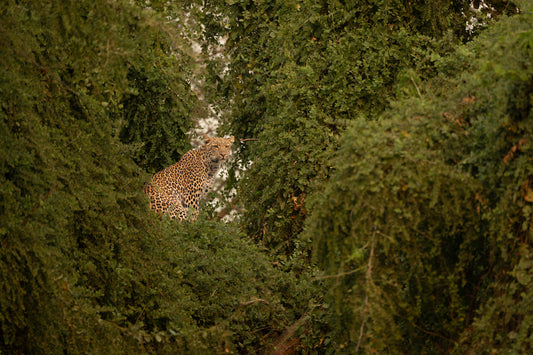 Tree Leopard