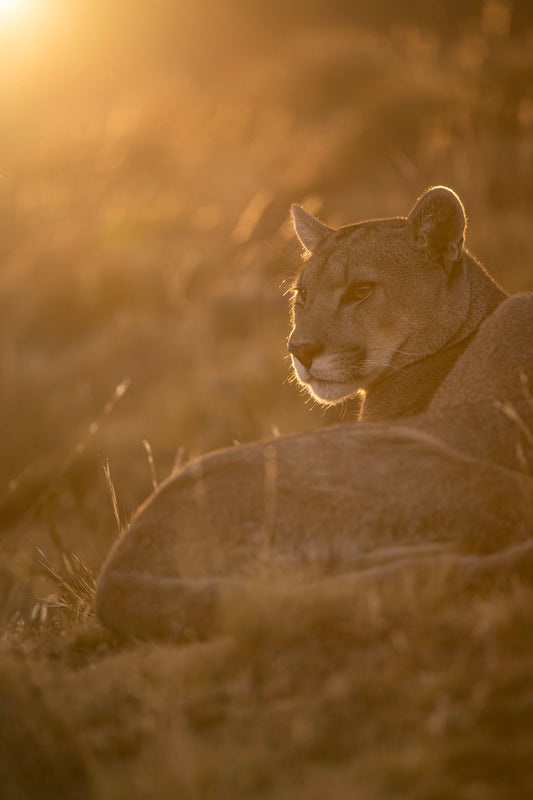 Puma In the Sun