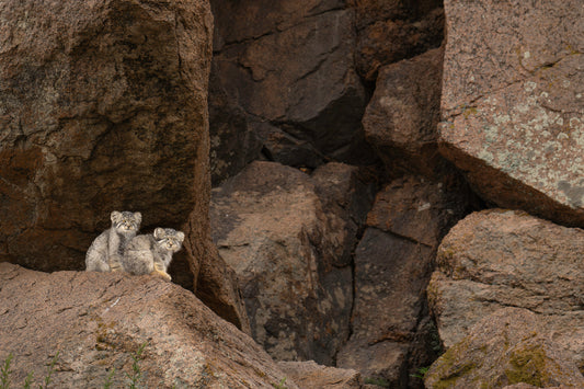 We are Hiding in the Rocks