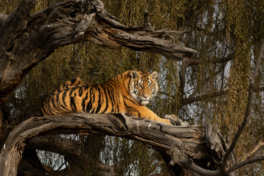 Tree Climber