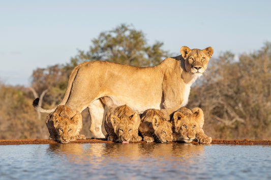 Mother and Cubs