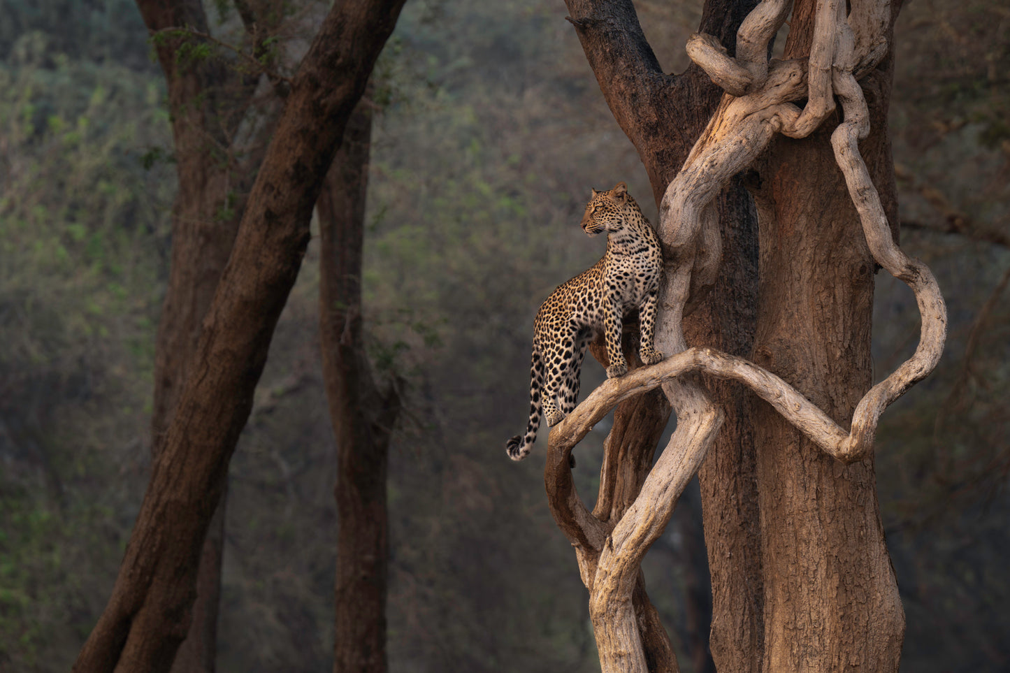 Leopard, tree, award winner