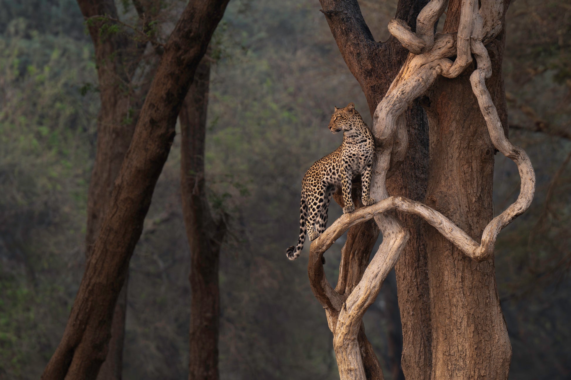 Leopard, tree, award winner