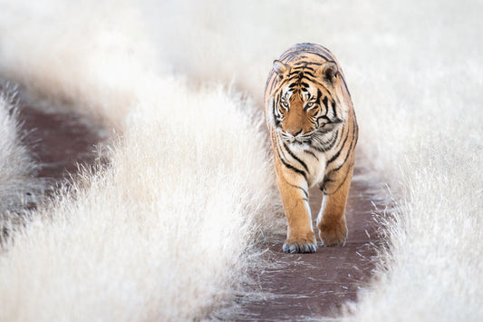 Thomas Weder Photography, Tiger, White grass